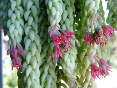 Quel est son nom latin ?