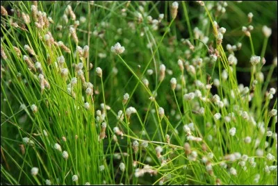 Quel est son nom latin ?