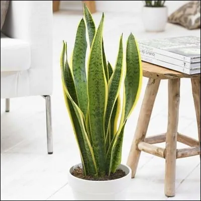 Quel est son nom latin ?