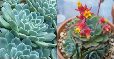 Quel est son nom latin ?