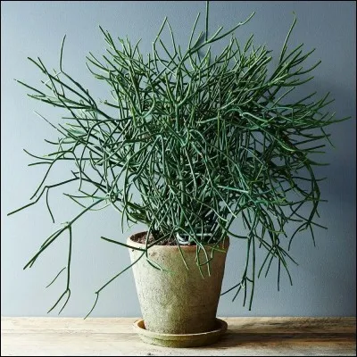 Quel est son nom latin ?