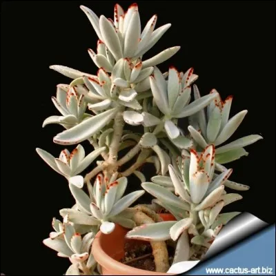 Quel est son nom latin ?