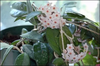 Quel est son nom latin ?