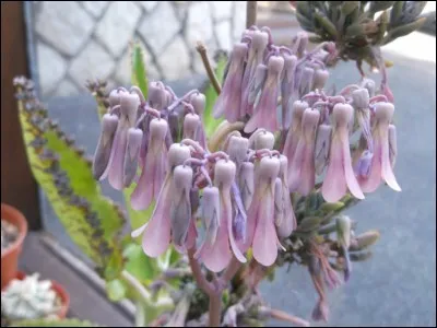 Quel est son nom latin ?