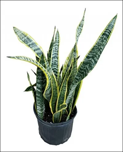 Quel est son besoin en luminosité ?