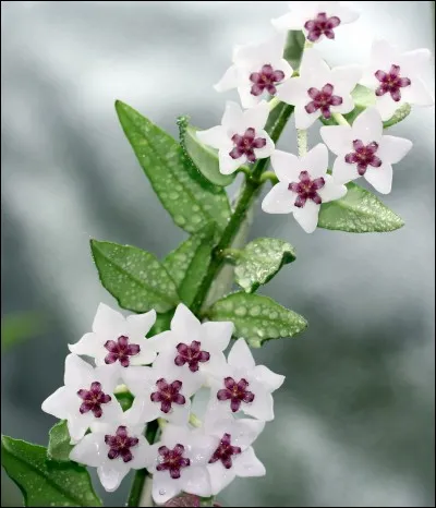 Quel est son besoin en eau ?