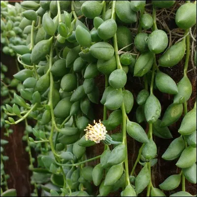 Quel est son nom français ?