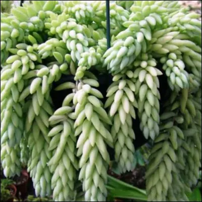 Quel est son nom français ?