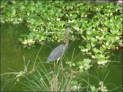 Un mot qui lui convient : faune ...