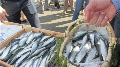 Sardine de la Méditerranée !