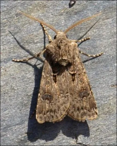 Papillon nocturne, dont la chenille s'attaque aux cultures !