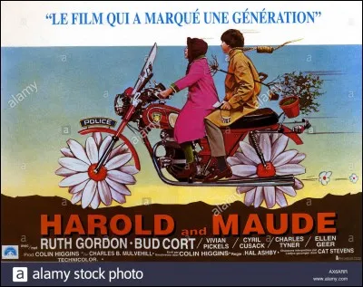 Film d'amour original.
Le film "Harold et Maud" raconte l'étrange relation entre un jeune homme et une femme plus âgée.
