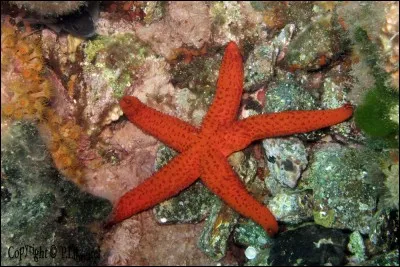 Quel est le régime alimentaire d'une étoile de mer ?