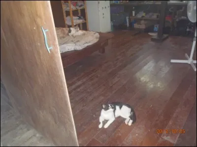 Chat sauvage d'Afrique !