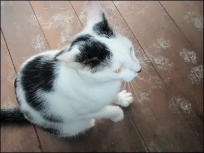 Le Chat, film de 1971, réalisé par Pierre Granier-Deferre, tiré d'un roman de Georges Simenon, met en lumière deux stars du cinéma français !