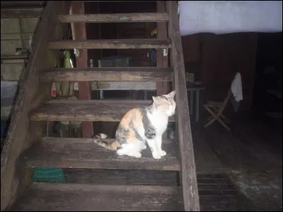 De ces trois gardiens de but, l'un fut surnommé "Le Chat" !