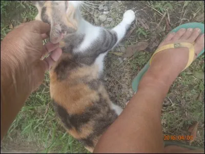 Qui a écrit le roman "La Chatte" ?