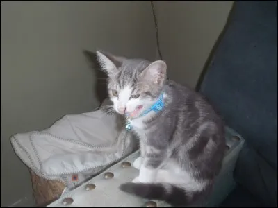 Cliquez sur le nom d'un chat, fourbe et malicieux, présent dans le film "Pinnochio" de Walt Disney !