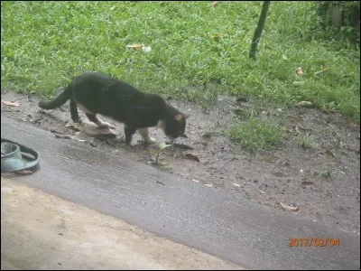 Dans quelle grande saga cinématographique peut -on voir l'héroïne s'endormir (pour une très longue durée) aux côtés d'un chat ?