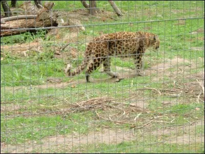 Sur quel continent peut-on espérer voir ce chat sauvage, appelé ocelot ?