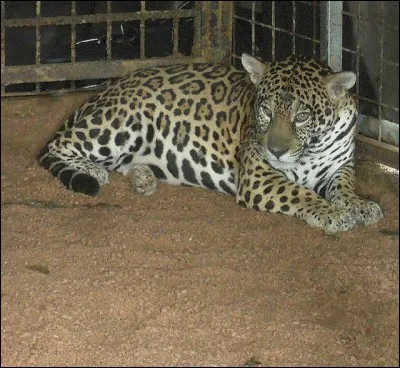 Dans les dessins animés et BD "Titi et Gros Minet", quel est le prénom de Gros Minet ?