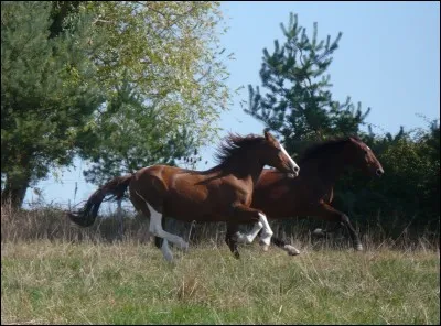 Pour aborder un cheval au pré tu...
