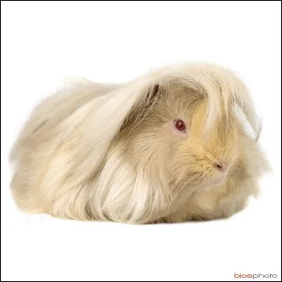 Quelle est cette race de cochon d'Inde ?