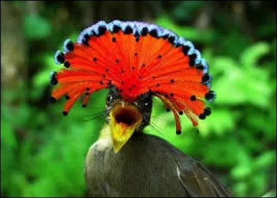 Quel est le second nom du "Porte-éventail roi" ?