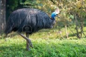 Quiz Animaux bizarres