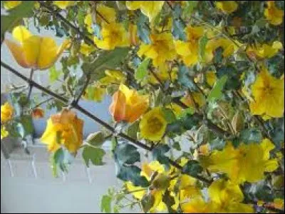 Synonyme de paquet, en argot :