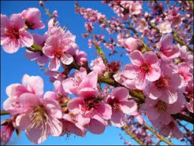 Nom de la martre du Canada, mammifère chassé pour sa fourrure :