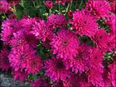 Cette étoffe de soie peinte présente des bandes brillantes qui alternent avec des bandes mates.