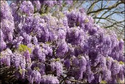 En Belgique, eau-de-vie faite avec les baies du genévrier :