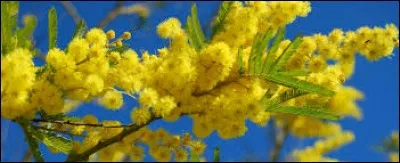 Ce thé noir de qualité supérieure est fourni par les jeunes feuilles du bourgeon terminal.