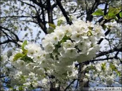 Ce poisson d'eau douce, proche du poisson-chat, est élevé principalement au Vietnam.