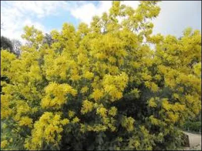 Panis ou millet des oiseaux :