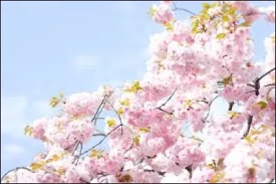 Non, non, celui-ci n'est pas un papy mais un plat traditionnel du canton de Vaud, en Suisse.