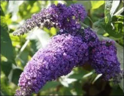 Fête, soirée ou réception :