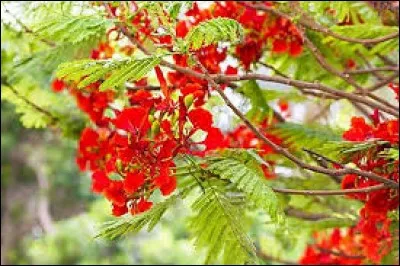 Défilé des toreros dans l'arène, au début d'un spectacle de tauromachie.