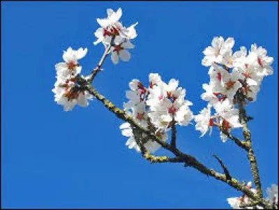 Qualifie un oiseau dont les pattes sont garnies d'une touffe de plumes :