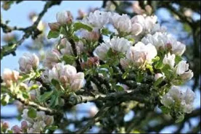 Cette variété de pêche est utilisée principalement en conserverie pour les fruits en sirop.
