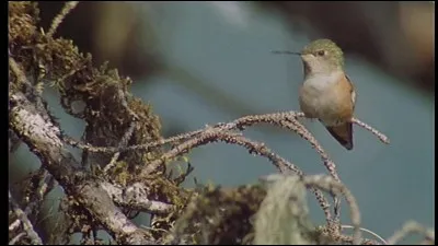 En dehors de l'Amérique latine, au climat tropical et équatorial, où peut-on voir des colibris ?