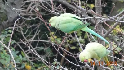 Ces oiseaux envahissent l'Europe, qui sont-ils ?