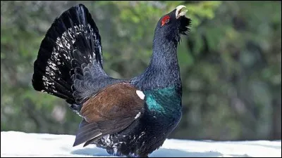 Trouvez le nom de cet oiseau !