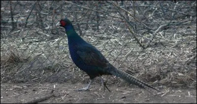 Il est rare, mais on peut l'apercevoir en France !