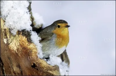 Il est présent toute l'année chez nous. L'hiver, la faim le pousse à s'approcher encore davantage des habitations !