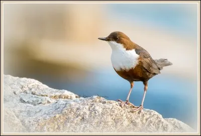Lui a des habitudes particulière, il se nourrit sous l'eau !