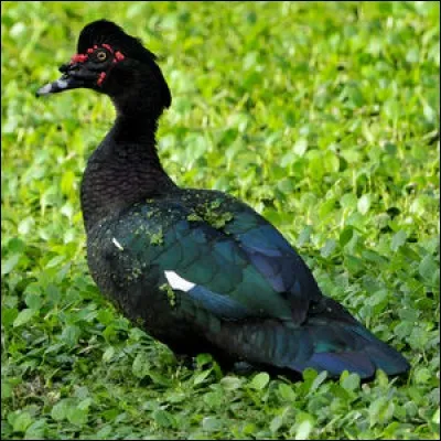 Comment s'appelle l'ancêtre sauvage du canard de Barbarie ?