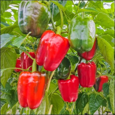 Comment dit-on « poivron » en anglais ?