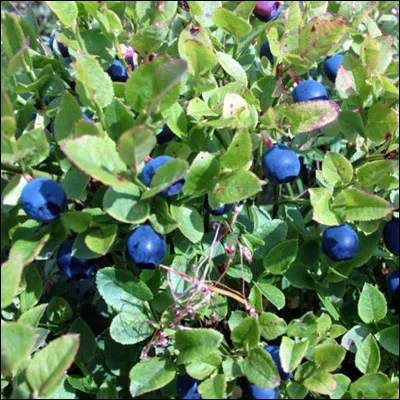 Et sais-tu comment on dit « myrtille » en anglais ?